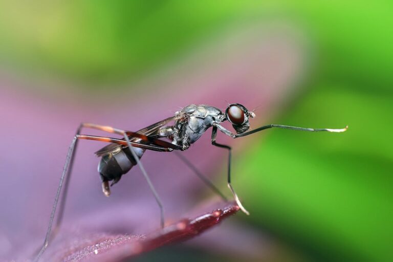 Como fica a urina de quem tem dengue? Como fica a urina de quem tem dengue