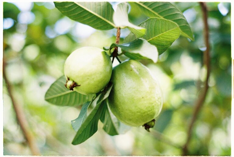 O que significa sonhar com muita fruta madura? significa sonhar com muita fruta madura